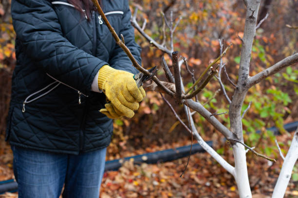 istock Pruning walnut tree. Whitewashed tree without leaves on background of yellow autumn leaves and farmer in warm jacket and gardening gloves holding pruner 1390159874