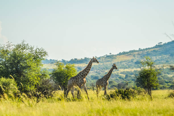 istock Authentic true South African safari experience in bushveld in a game reserve 1390160784
