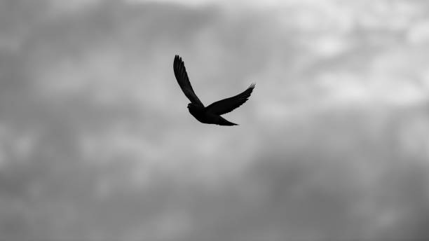 istock Bird Silhouette Flying Black And White 16:9 High Resolution Image 1390164221