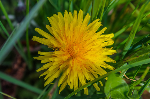 Field Milk Thistle