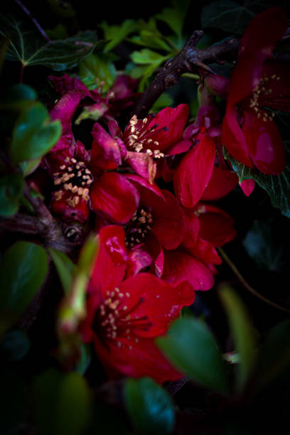 istock Moody quince flowers 1390165177