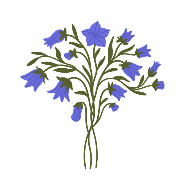 Hand drawn Bluebell Flower and leaves. Wild Blue Bells bouquet. Blooming Bellflower. Harebell, Summer plant. Flat vector element isolated for print design Hand drawn Bluebell Flower and leaves. Wild Blue Bells bouquet. Blooming Bellflower. Harebell, Summer plant. Floral clipart, flat vector element isolated for print design, greeting card, invitation campanula nobody green the natural world stock illustrations