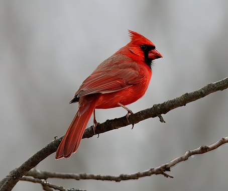 Cardinal perched on branch