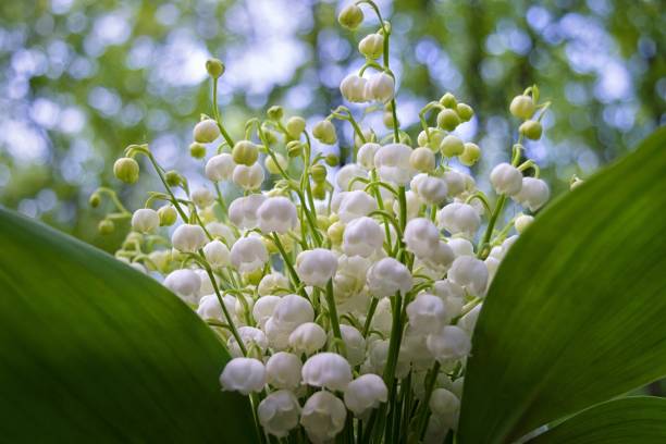 Lily of the valley (  Convallaria majalis ) bouquet. Closeup.