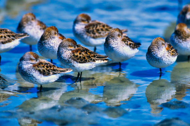 istock Vancouver Island British Columbia 1390169115
