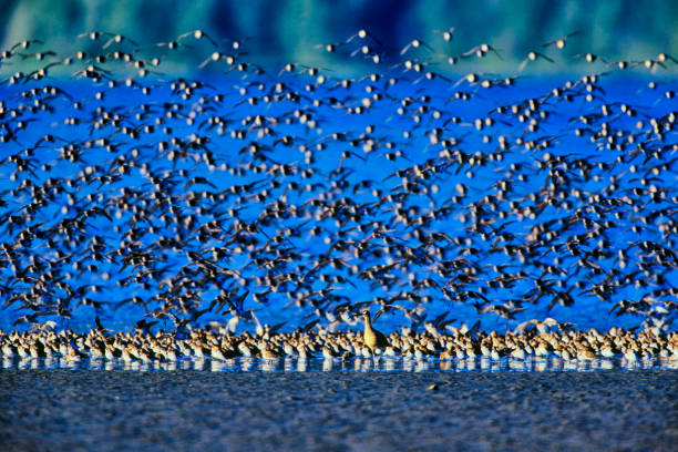 Birds on the shoreline of Pacific Rim National Park on Vancouver Island, British Columbia