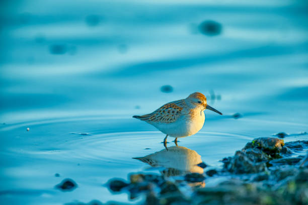 Birds on the shoreline of Pacific Rim National Park on Vancouver Island, British Columbia