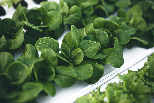 grüner salat wächst im gewächshaus - hydrokultur stock-fotos und bilder