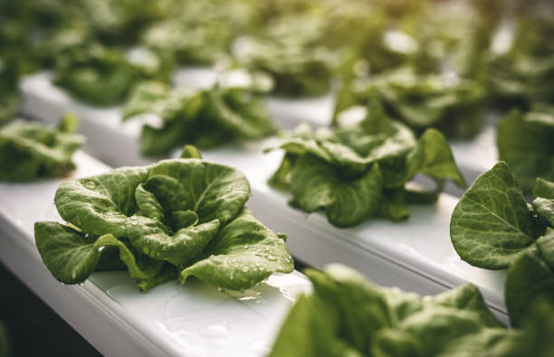 istock Green lettuce growing in hothouse 1390170512