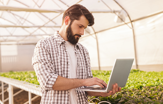 Bearded man in checkered shirt standing near hydroponic table with green sprouts and using laptop to control automatic irrigation in contemporary greenhouse