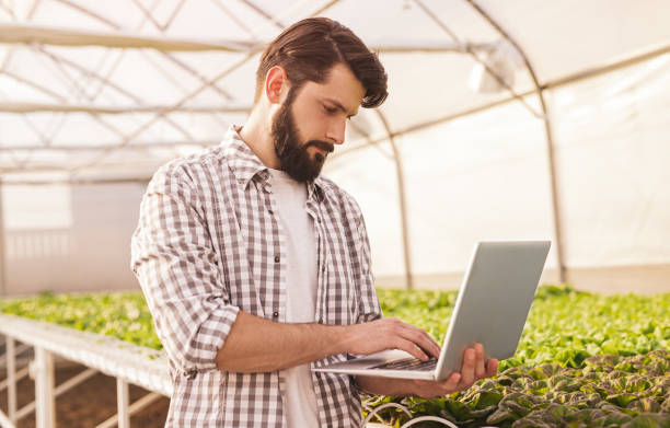 Bearded gardener browsing laptop near hydroponic table stock photo
