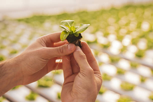 jardinero de cultivo con plántulas de lechuga en invernadero - farmer salad fotografías e imágenes de stock