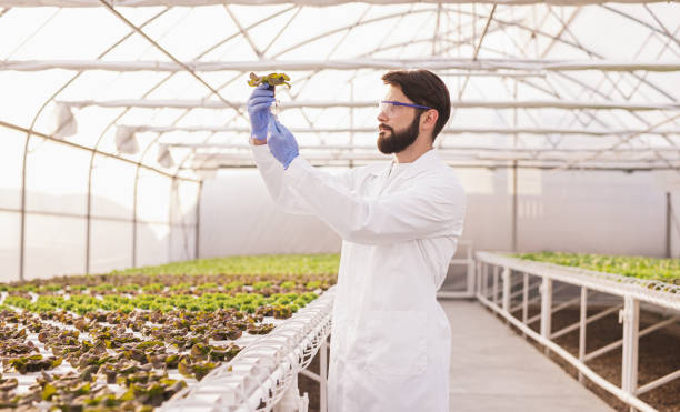 Agronomist examining plants in hydroponic glasshouse Serious male agronomy scientist in white coat and gloves checking root of green lettuce while working in modern hothouse with hydroponic system biologist stock pictures, royalty-free photos & images