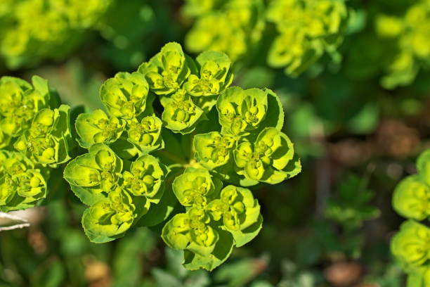 istock Euphorbia helioscopia 1390171840