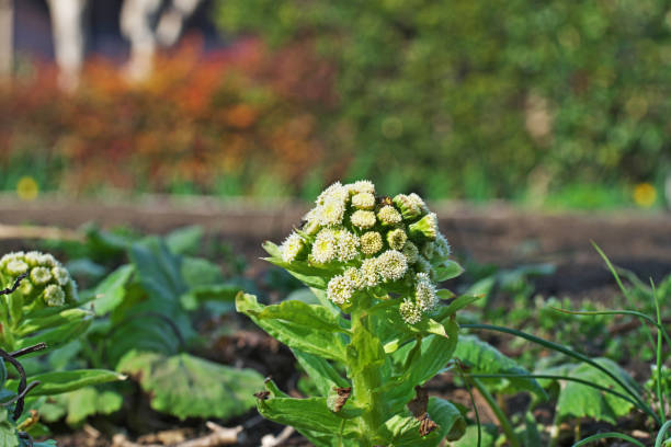 istock Petasites japonicus 1390172571