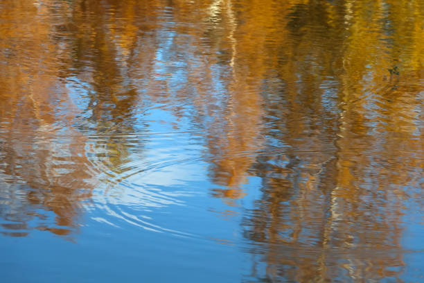Reflection of yellow autumn leaves in blue water, abstract texture