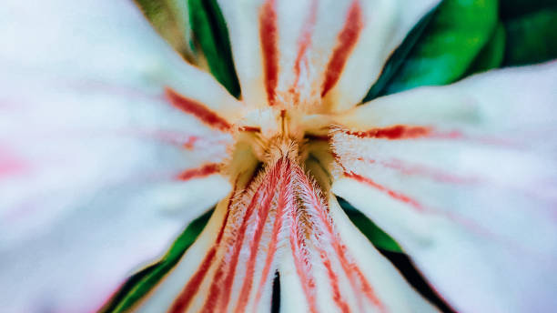 istock Very cool flower and leaf wallpaper with macro photos. 1390183588