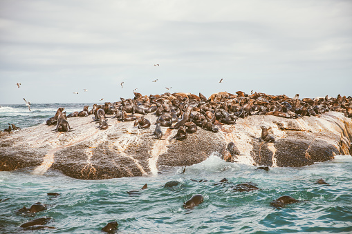 Fur seals on Duiker Island at Hout Bay near Cape Town,South Africa.