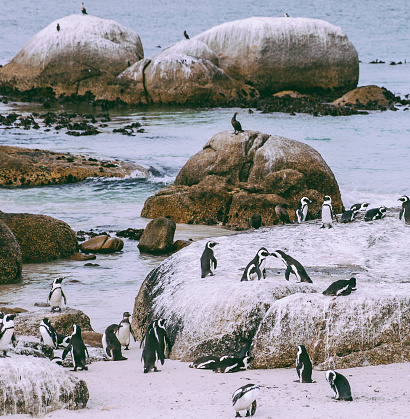 African Penguins Colony at Boulders Bay in South Africa