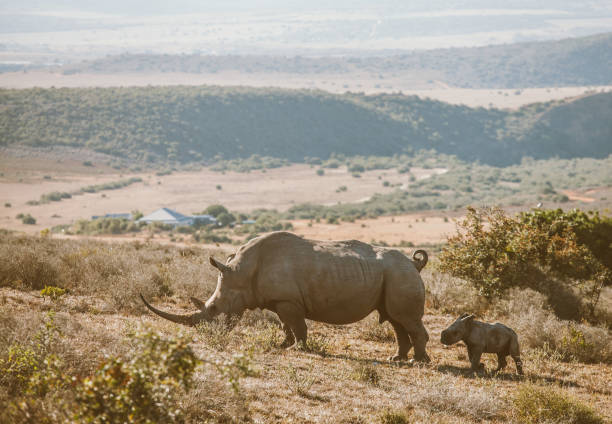 Wildlife at safari in South Africa.