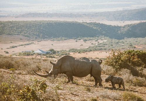 Portrait of a black rhinoceros grassing in the bush of Old Pajeta game reserve in Kenya