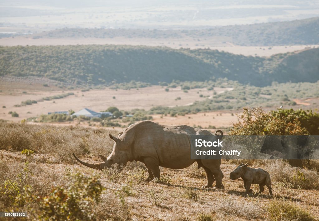 Life in South Africa Wildlife at safari in South Africa. Kruger National Park Stock Photo