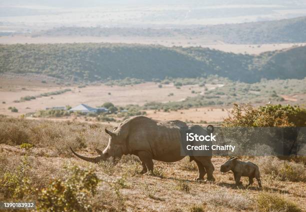 Life In South Africa Stock Photo - Download Image Now - Kruger National Park, Wildlife Conservation, Africa
