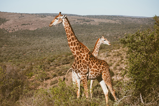 Wildlife at safari in South Africa.