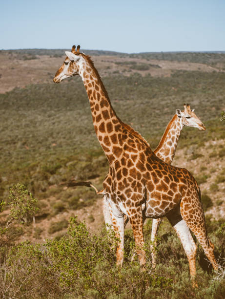 Wildlife at safari in South Africa.