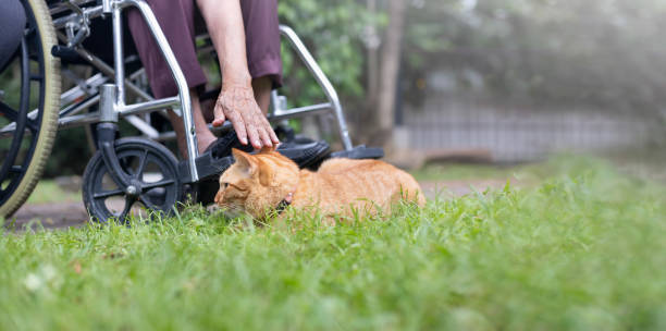 femme âgée touchant un chat au gingembre sur un fauteuil roulant dans la cour arrière - senior adult dog nursing home pets photos et images de collection