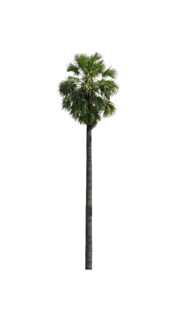 istock sugar palm that are isolated on a white background are suitable for both printing and web pages 1390196872