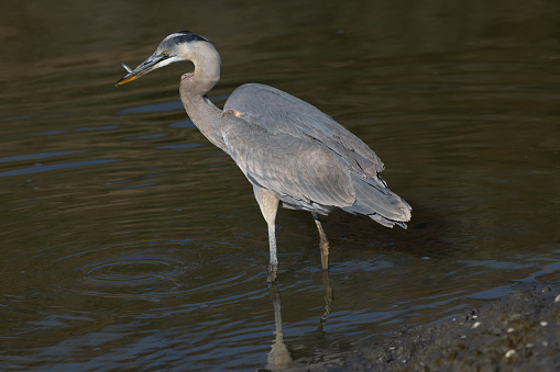 Great blue heron catching a fish, seen in the wild in North California