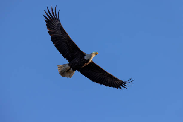 istock Bald eagle flying, seen in the wild in  North California 1390197516