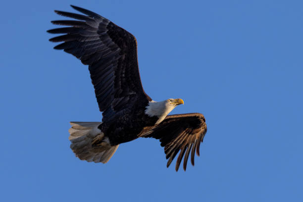 istock Bald eagle flying, seen in the wild in  North California 1390197520