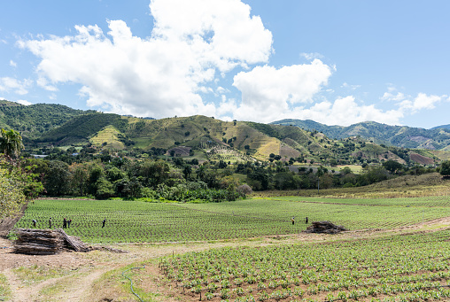 San Jose de Ocoa, field workers cultivating a field with hills and mountains in the background.