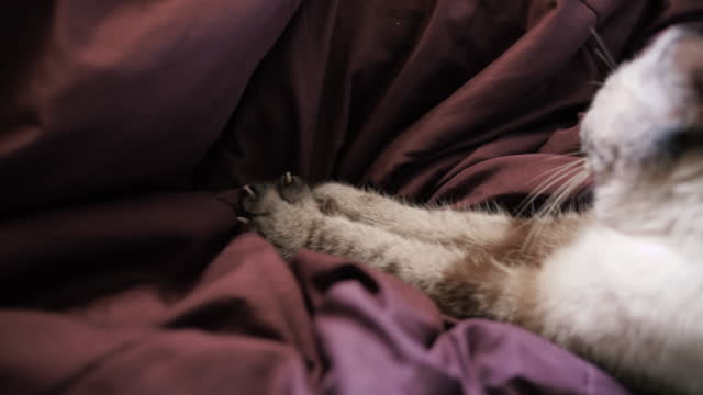 4k video footage of Cute cat kneading blanket on bed.