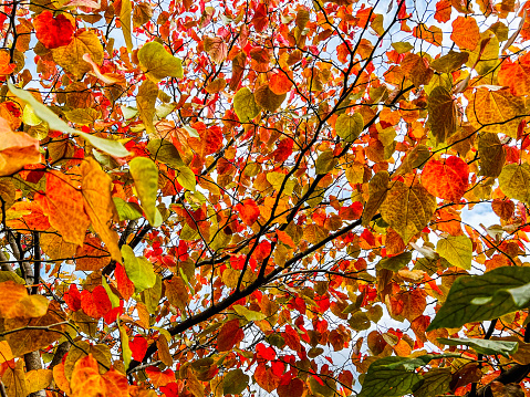 Horizontal closeup photo of bright orange, yellow and red leaves on a Cercis Canadensis tree growing in an organic garden in Autumn. Armidale, New England high country, NSW. Soft focus background.