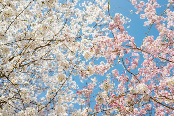 istock Beautiful white and pink cherry blossoms in full bloom (Utsubuki Park, Kurayoshi, Tottori) 1390201235