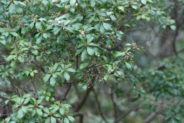 istock Capsules of Japanese andromeda. 1390204689