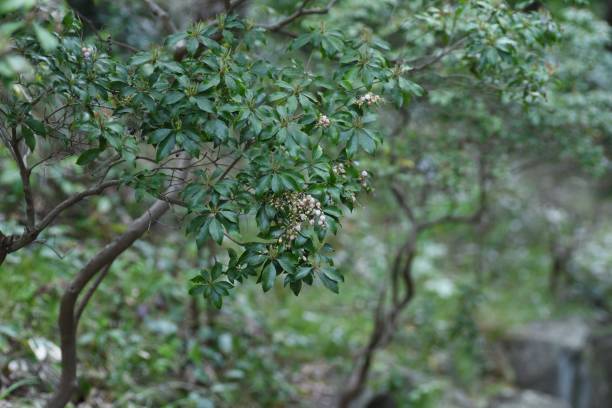 istock Capsules of Japanese andromeda. 1390204695