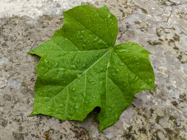 istock wet leaves in the rain 1390206470