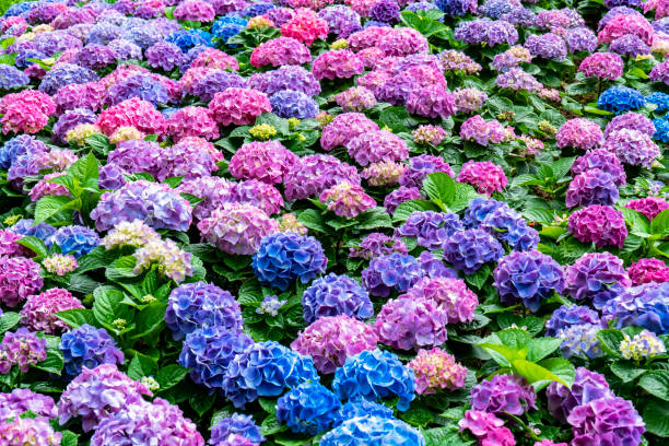庭の背景にあじさいの花。観賞用庭園の多色あじさいの花 - hydrangea gardening blue ornamental garden ストックフォトと画像