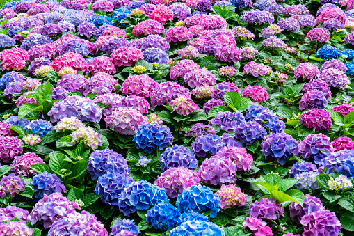Closeup of field of colorful Hydrangea flower under sunlight with copy space  background natural green plants landscape, ecology wallpaper cover page concept.