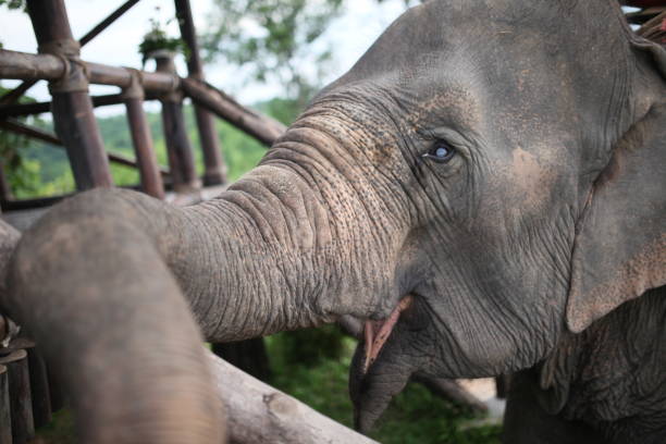 istock Thai elephants with cataract eyes or old elephants are using their trunks to pull leaves. 1390209454