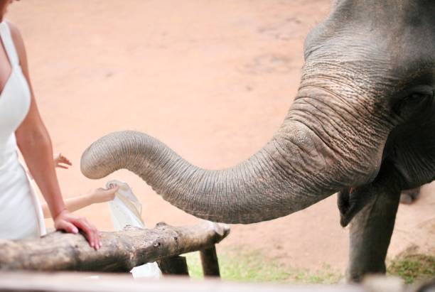 istock Elephants are trying to play with people. with its proboscis. 1390209455