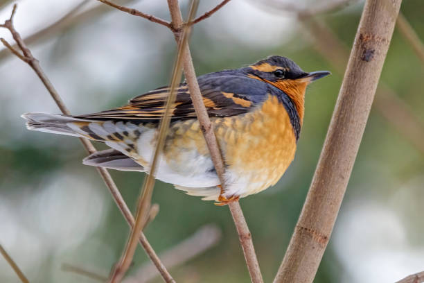istock Varied Thrush perched on tree branch, Burnaby Mountain, BC, Canada 1390212420