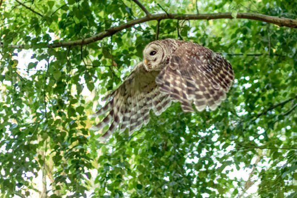 istock barred owl in flight, Richmond, BC, Canada 1390212441