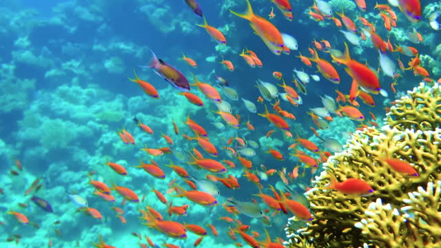 A colorful coral reef underwater background. stock video