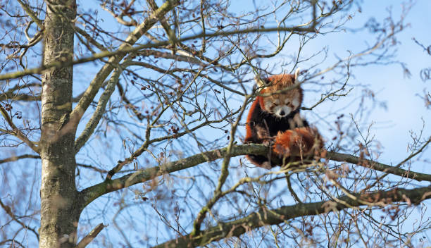 istock Red panda sitting high up in a tree 1390213638