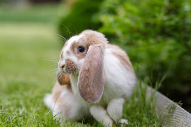 istock A white-brown rabbit sits on the grass on a summer sunny day 1390216534